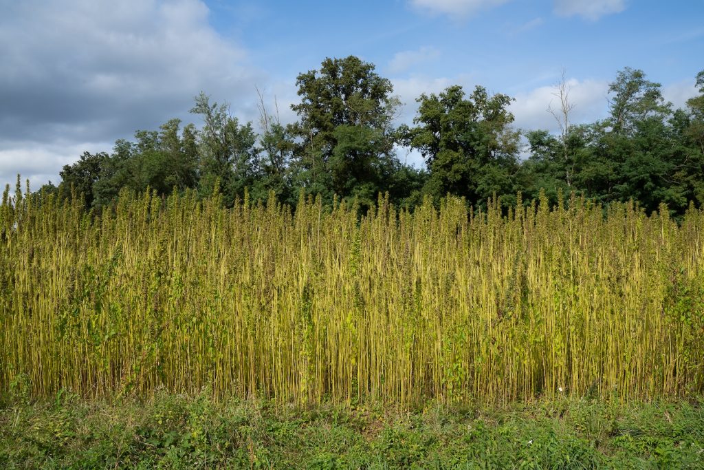 Materi'acte Chanvre Hd 2555